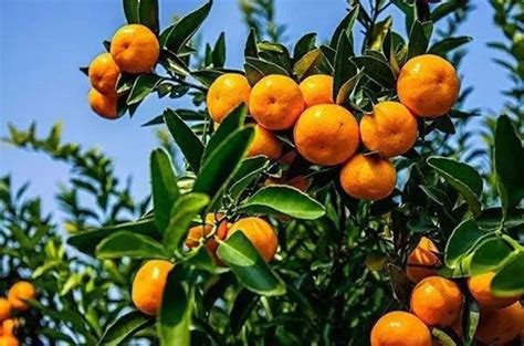 如何使柑橘果大、色好、味甜提升柑橘品质？ – 四川盛世佳禾农业开发有限公司