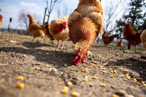 雄鸡有选择地集中吃玉米颗粒高清图片下载-正版图片506634360-摄图网