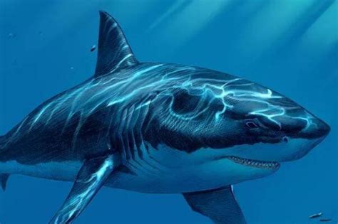 大虎鲨图片,巨齿鲨吃鲨的图片,100头鲨图片_大山谷图库