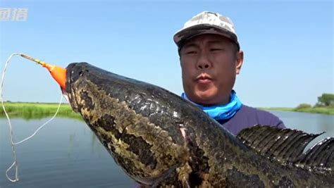 渔猎路亚 路亚黑鱼11 狂野北大荒 之 12斤巨物出水 [视频]