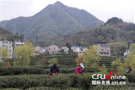 深挖文化内涵 紫阳县多点聚力打造富硒茶品牌 - 国际在线移动版