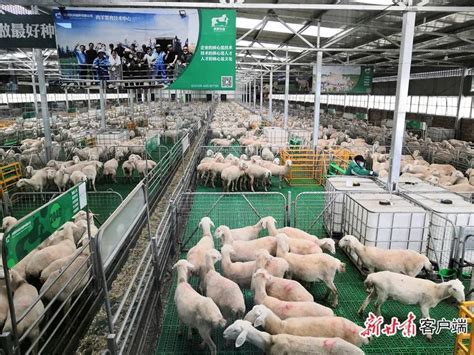 禾木村卖羊肉摊高清图片下载_红动中国