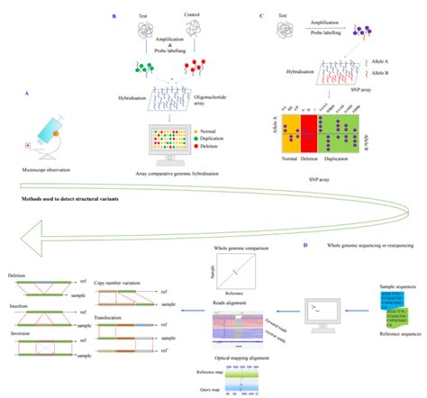 PacBio SMRT测序高质量基因组组装和泛基因组研究助力绿豆遗传本底解析及品种改良 - 生物通