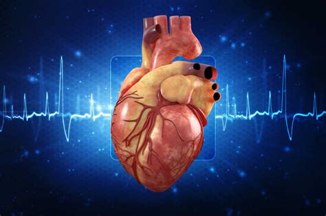 图415 心脏和前纵隔的大血管-基础医学-医学