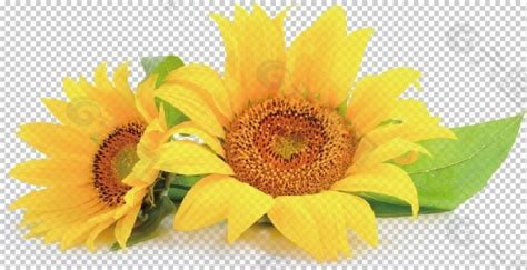 高清向日葵（已抠好）平面广告素材免费下载(图片编号:2873743)-六图网