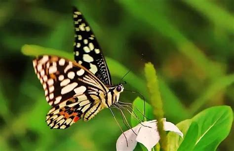 蝴蝶是由什么变出来的 蝴蝶是益虫还是害虫 - 三分田