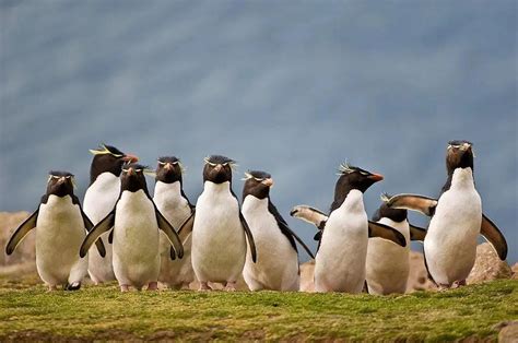 南极洲最大的企鹅是哪一种？ - 南极百科