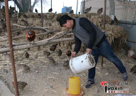 新疆呼图壁：辣椒丰收农民乐-人民图片网
