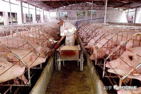 【热点】2020年起饲料中全面禁止添加抗生素，禁抗对养殖业有何影响_企业
