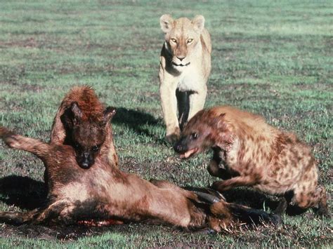 狮子与鬣狗的食物争夺战_公益频道_凤凰网
