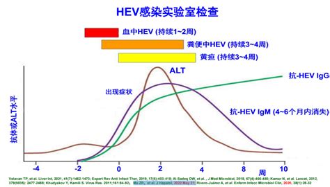 庄辉院士：《戊型肝炎防治共识》解读_阳性率_疾病_全球