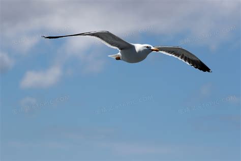 在展翅高飞的鸟高清图片下载-正版图片600283795-摄图网