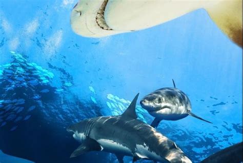 海洋馆里的鲨鱼为什么会和其他鱼类和平共处？