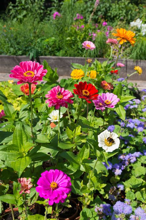 美丽的花园图片-百花齐放的美丽花园素材-高清图片-摄影照片-寻图免费打包下载