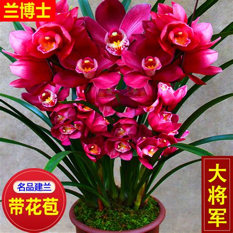 春兰---又名朵朵香，人们最为喜欢的兰花之一_广材资讯_广材网
