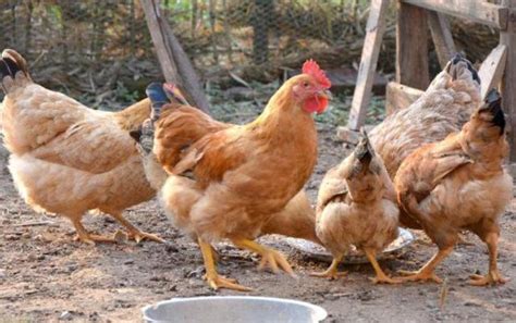 三黄鸡的养殖技术管理 - 知乎