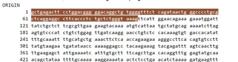 NCBI引物设计、检验引物特异性、检索基因序列、BLAST_ncbi引物特异性验证-CSDN博客