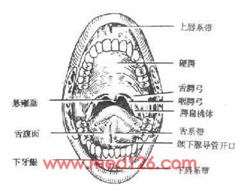 口腔解剖图谱|网络整理|陕西嘉友科贸有限公司