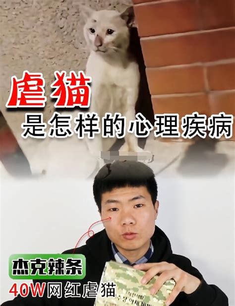 安徽芜湖举办猫咪选美大赛，现场围观市民都被萌翻了|加菲猫|猫咪|芜湖_新浪新闻