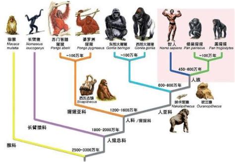 人类进化的七个阶段图,(第6页)_大山谷图库