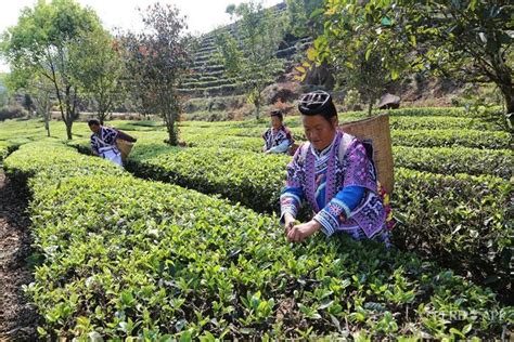 思茅区茶叶产业科技特派团开展实地调研工作-云南农业大学
