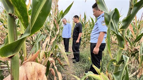 科研玉米被偷摘，损失或达上千万！当地村民作案手法曝光_社会新闻_海峡网