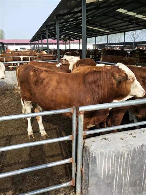 2020年活牛价格走势全国活肉牛价格一览表报价 全国 西门塔尔牛-食品商务网