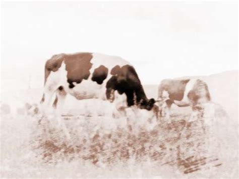 一个人放牛的图片,80后放牛图片,大山放牛娃图片(第6页)_大山谷图库