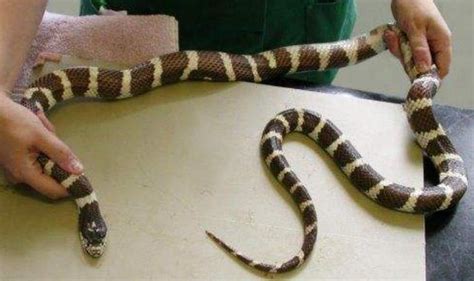 蛇为什么会咬着自己的尾巴不放？科学家：见到这行为，赶紧离开！