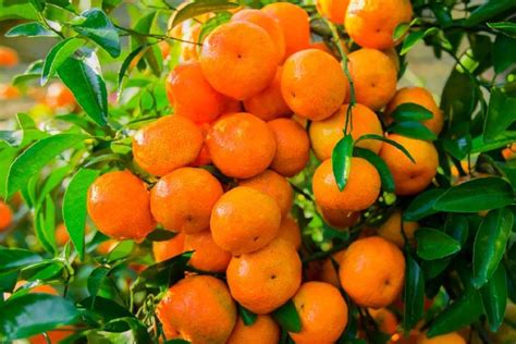 2018年广西桂林：大力推进柑橘产业种植发展播报 - 果业快讯 果业通网
