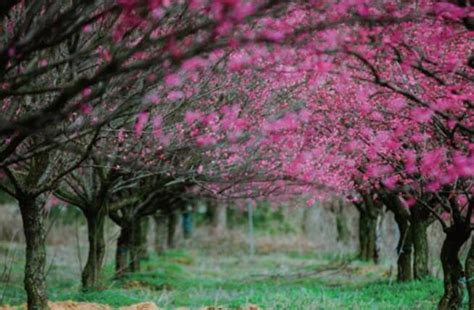 又是一年春来早 云南姹紫嫣红百花齐放-天气图集-中国天气网