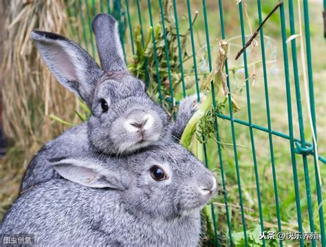 家养兔子高清图片下载-正版图片600466207-摄图网