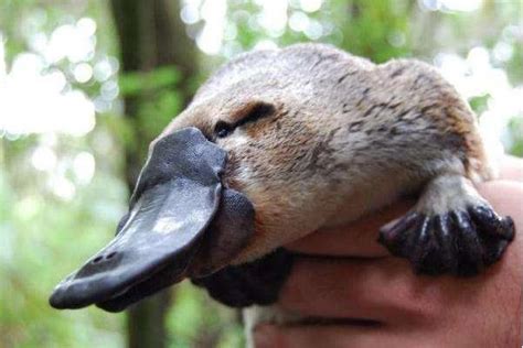 鸭嘴兽：澳大利亚最原始的、未完全进化的哺乳动物之一！__财经头条