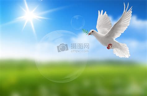 在蓝天白云间自由翱翔的和平鸽插画图片下载-正版图片501314017-摄图网
