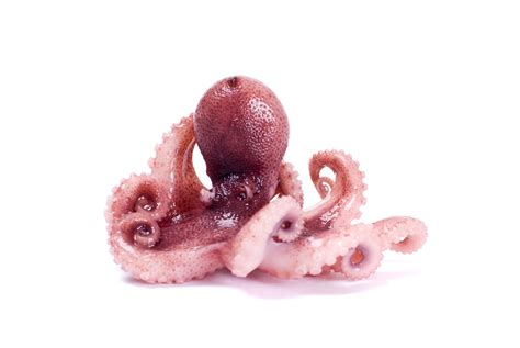 难怪章鱼如此聪明：科学家发现章鱼有类似人脑的跳跃基因 - 好汉科普