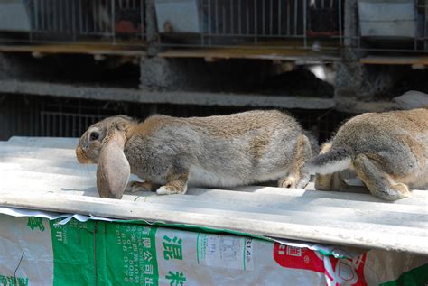 鲁南合同养兔公羊兔肉兔孙师傅35年种兔培育,种兔