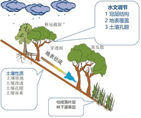 【探索】这些“能吞能吐”的森林涵养了上海这座城市的水源_土壤层_水分_根系