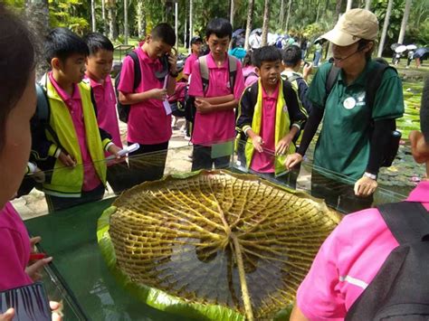 版纳植物园“成长中的望天树”科普活动走进勐仑中学----中国科学院