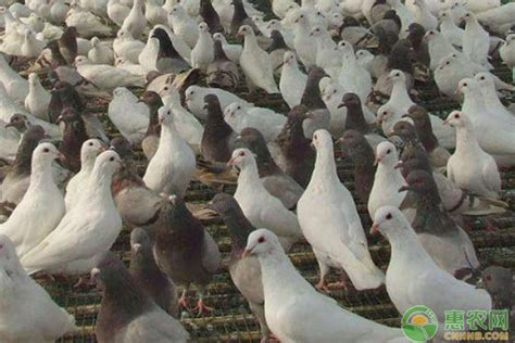 如何准确鉴别鸽子的公母_种鸽-肉鸽-天成鸽业养殖基地