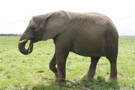 游客驾车参观野生动物园 遭遇大象突然追逐 赶忙倒车逃跑