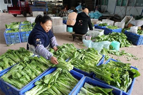 永川：采摘蔬菜供应节日市场 科技带动产业发展 - 上游新闻·汇聚向上的力量