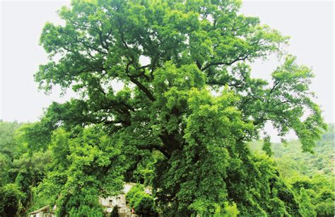 淡溪镇黄塘村 枫香-温州古树名木-图片