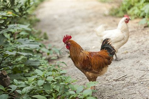 鸡的嗉囊在哪，鸡的消化器官有哪些构造特点？ - 畜小牧养殖网