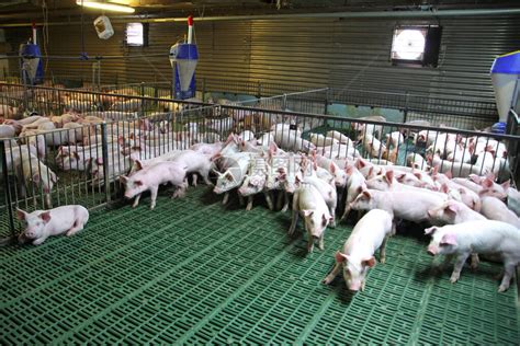 家猪养殖高清图片下载-正版图片503792089-摄图网