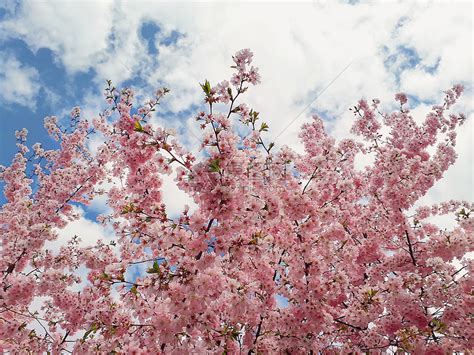 野生粉红色樱桃树天空背景上绽放春天的花,公园里树枝上的丛花美丽的自然季节高清图片下载-正版图片300082558-摄图网