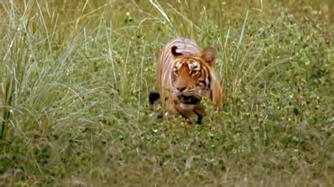 老虎下山捕猎视频合集