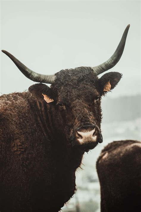 bull markets 的图像结果