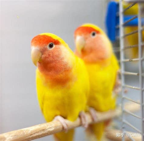 买了一对三个月大的黄桃牡丹鹦鹉，如何训练能让它们亲人呢？ - 知乎