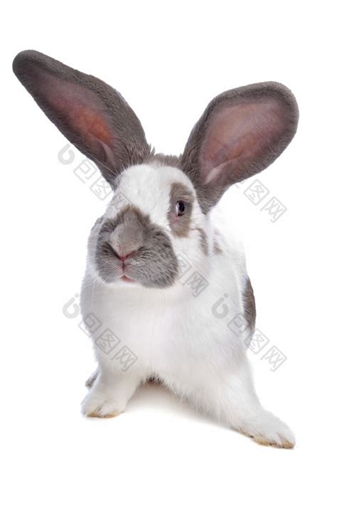兔子兔子前面图片-包图网
