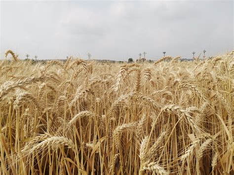 小麦亩产量一般是多少 - 知百科